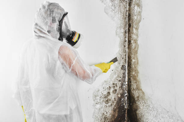 Best Affordable Mold Removal  in Middlesex, NC