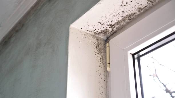 Best Commercial Mold Removal  in Middlesex, NC
