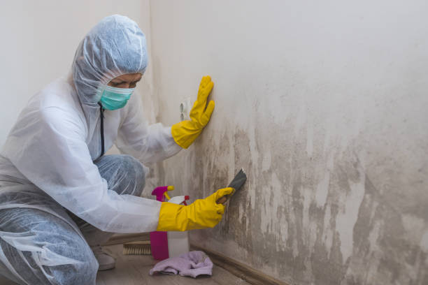Best Mold Remediation  in Middlesex, NC