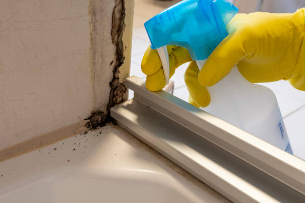 Best Toxic Mold Removal  in Middlesex, NC