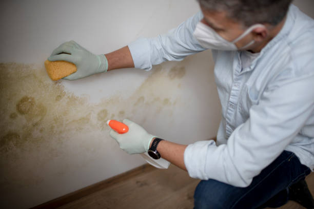 Best Certified Mold Removal  in Middlesex, NC