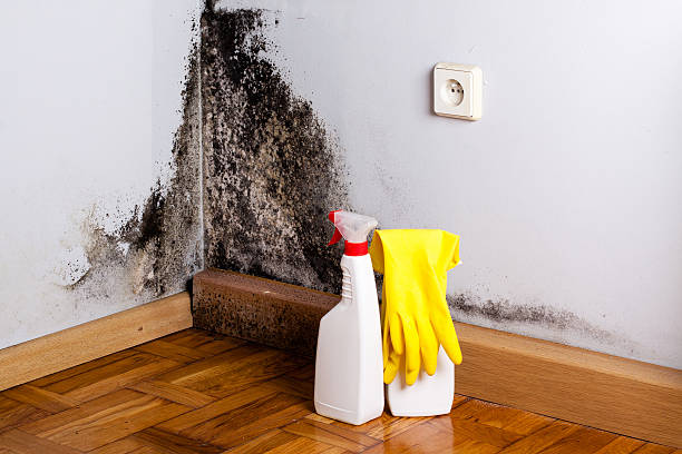 Best Professional Mold Removal  in Middlesex, NC
