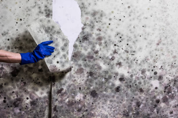 Best Mold Damage Repair  in Middlesex, NC
