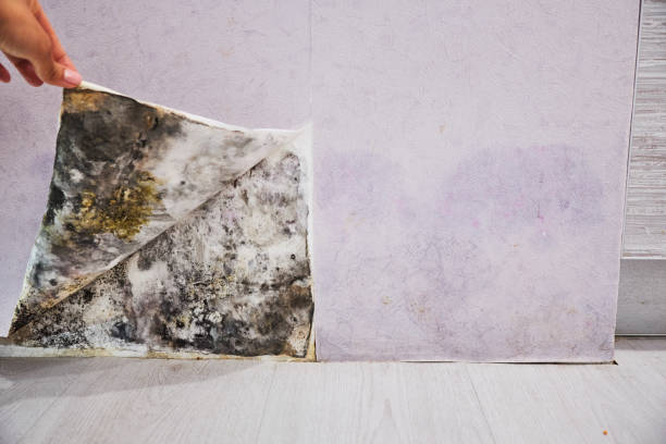 Best Mold Testing  in Middlesex, NC